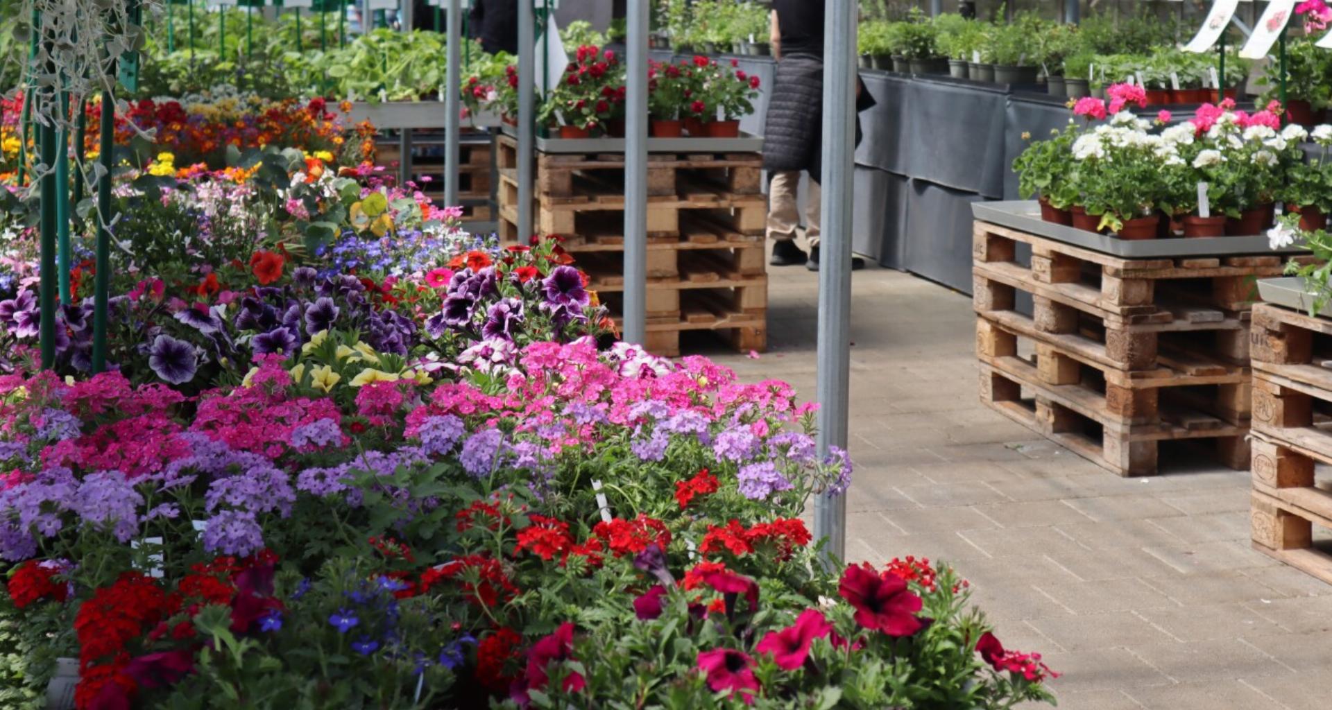 Alle Jahre wieder – das Blumenfest im Lerchenbühl