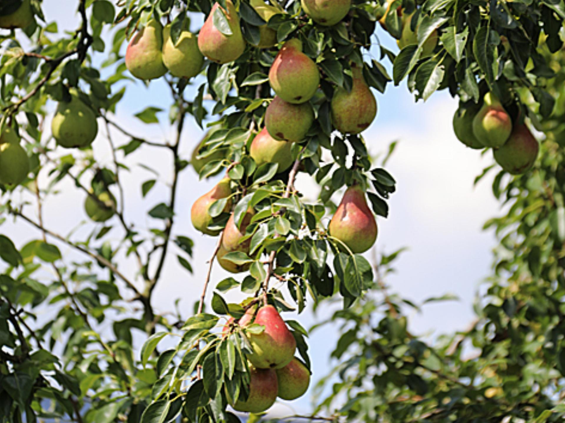 Die Früchte des Sommers sind nun reif für die Ernte