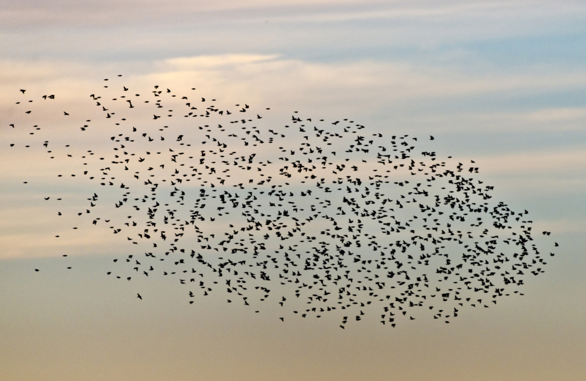 Grosse Vogelschwärme und Seltenheiten an den Zugvogeltagen beobachtet - Das Bild wird blockiert. – Möglicherweise durch einen aktiven Adblocker.