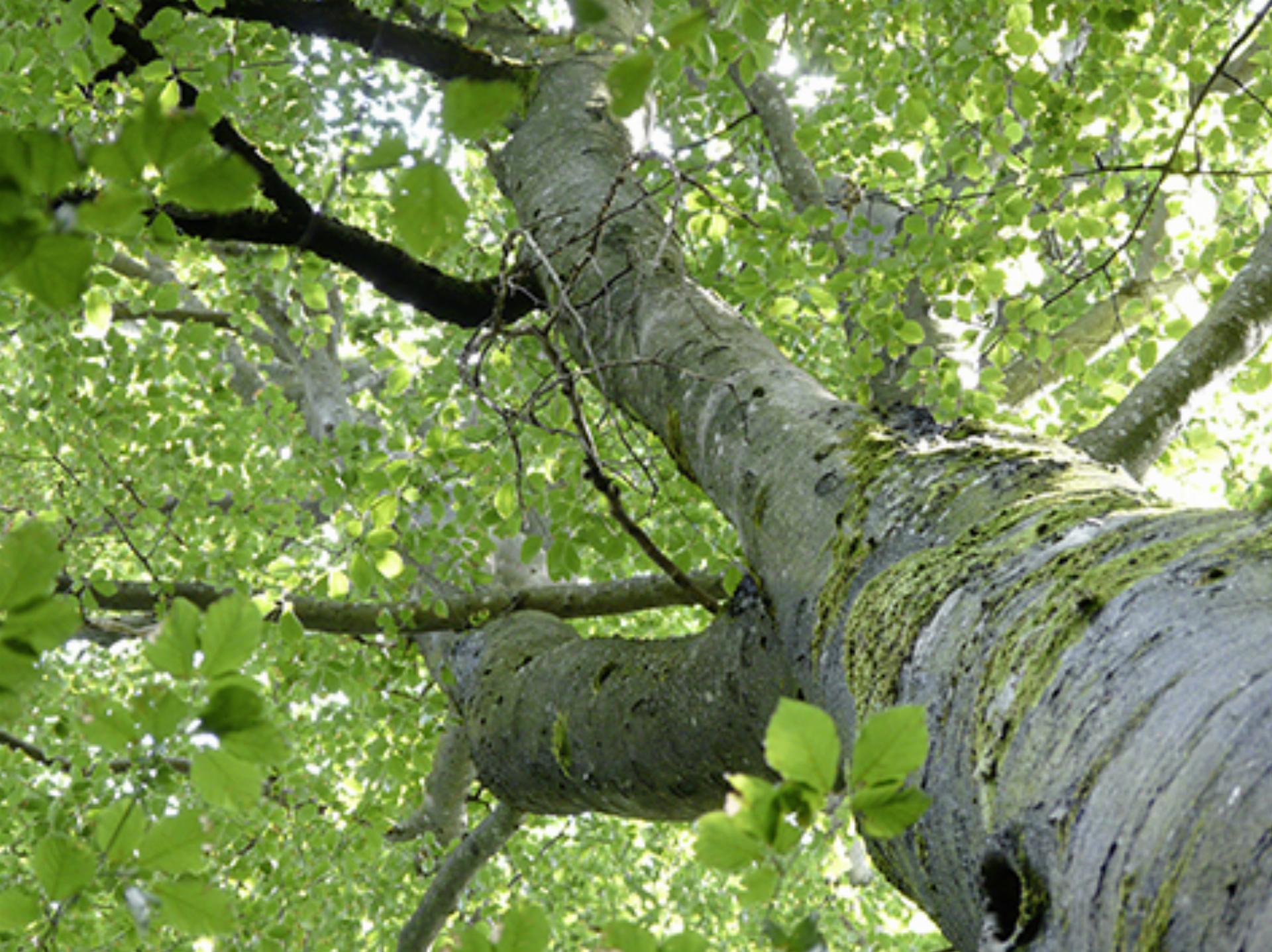 Baumpatenschaften zur Förderung der Biodiversität