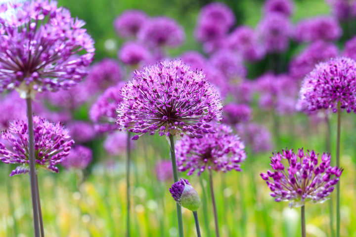 Der Kugellauch. In gemischten Beeten sorgen die Zierlauchgewächse für Natürlichkeit und Charme. Bild: © AdobeStock, vmargineanu