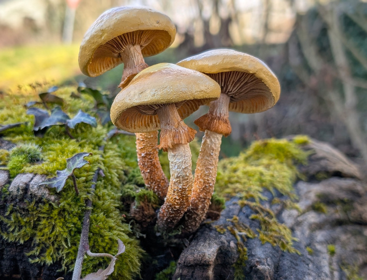 In über 50 realitätsgetreuen Modellen der Künstlerin Nadja Gaszczyk werden im Wyss GartenHaus in Zuchwil essbare Speisepilze und deren giftige Doppelgänger gezeigt.