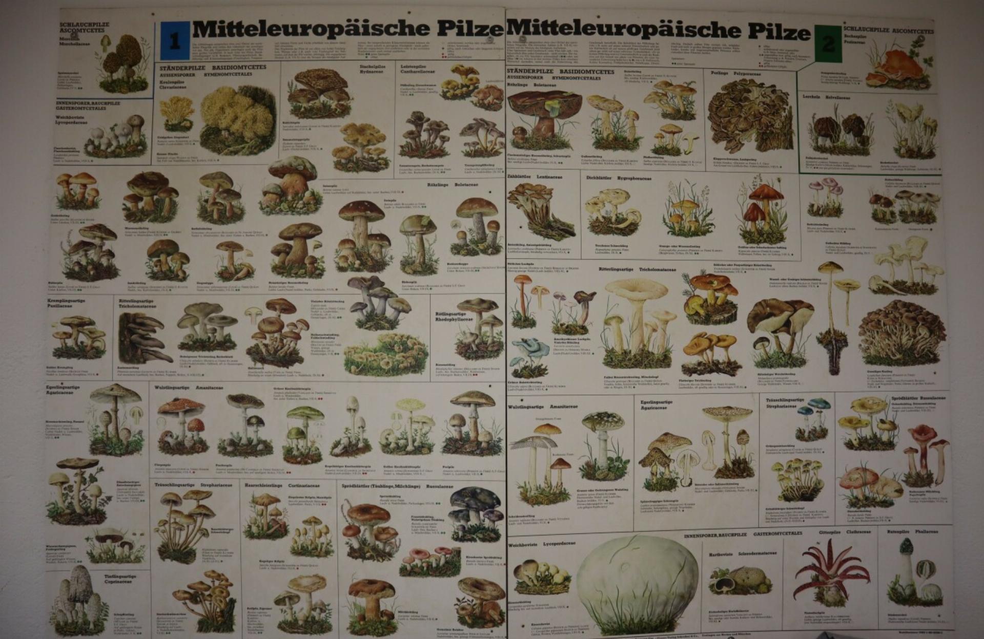 Die Heilkunst der Vitalpilze - Das Bild wird blockiert. – Möglicherweise durch einen aktiven Adblocker.
