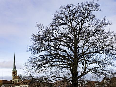 Winterliches Grün