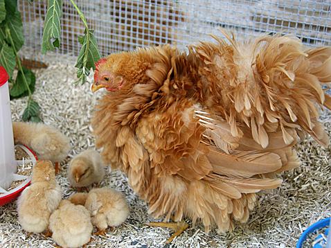 Gartenfest mit Zwirbelen und Jungtierschau